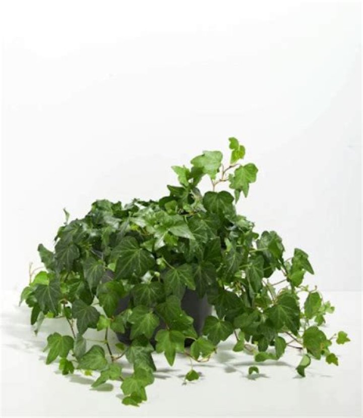 Is English Ivy poisonous