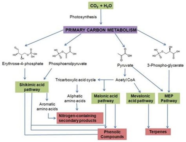 Is ethanol a primary or secondary metabolite