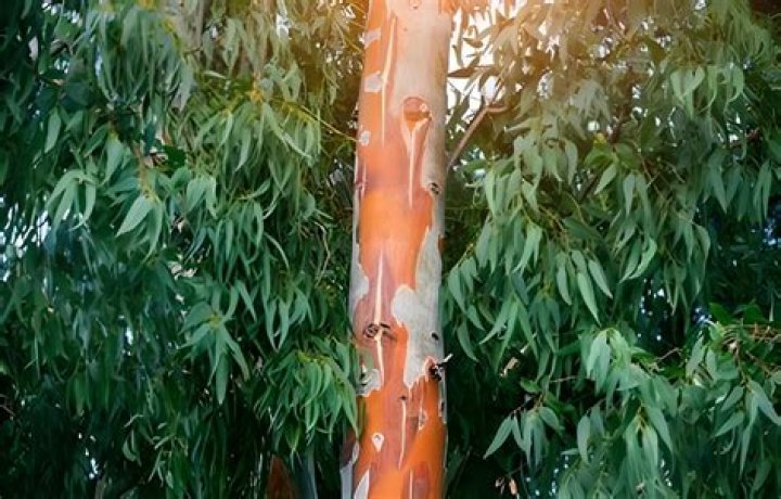 Is Eucalyptus poisonous to humans