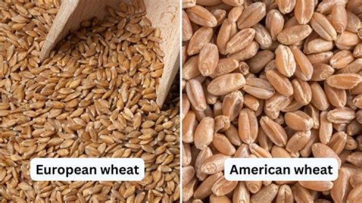 Is European wheat different from American wheat?