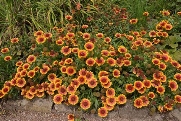 Is Gaillardia an annual or perennial