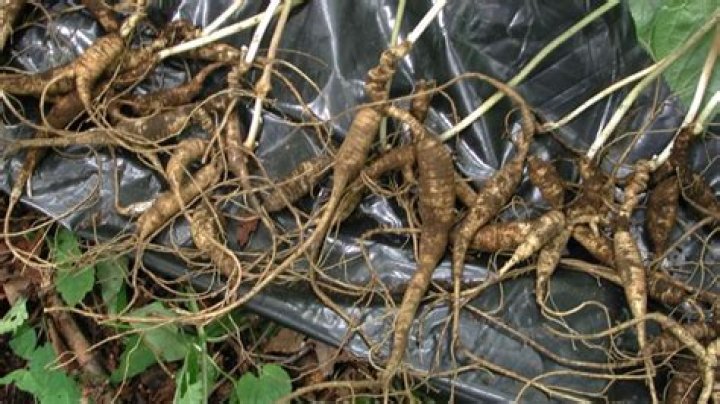 Is ginseng illegal to harvest