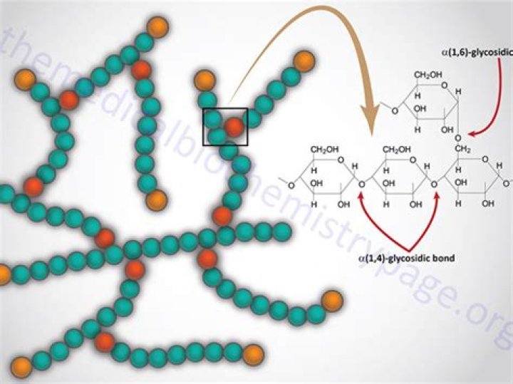 Is glycogen a carbohydrate polymer?