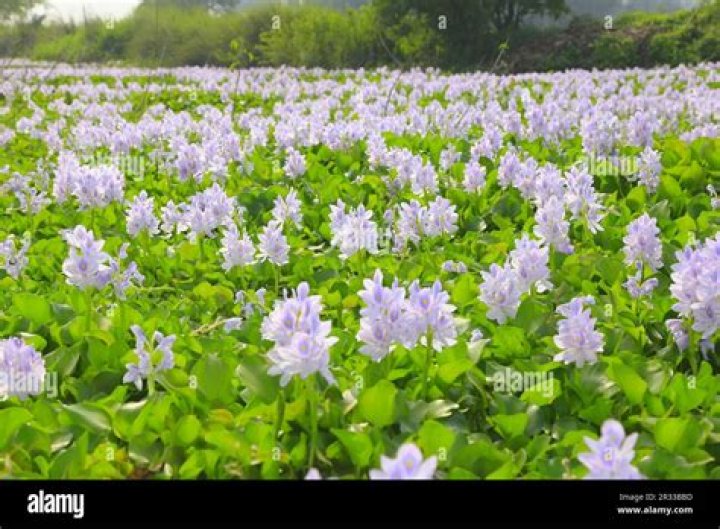 Is grape hyacinth a wildflower
