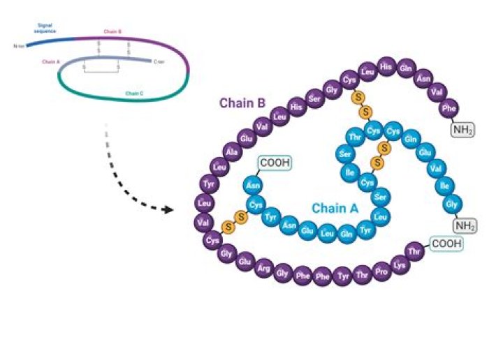 Is insulin a compound? | ContextResponse.com
