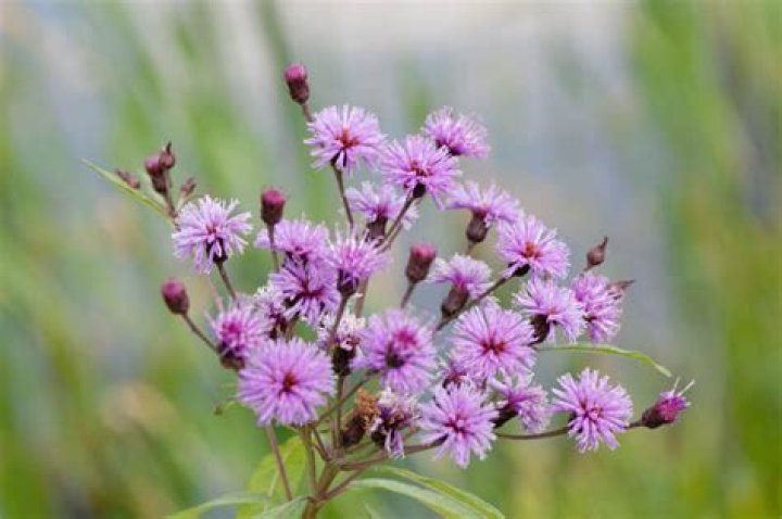Is Ironweed a perennial? | ContextResponse.com