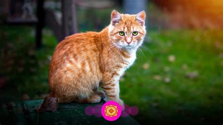 Is it auspicious to keep cat at home