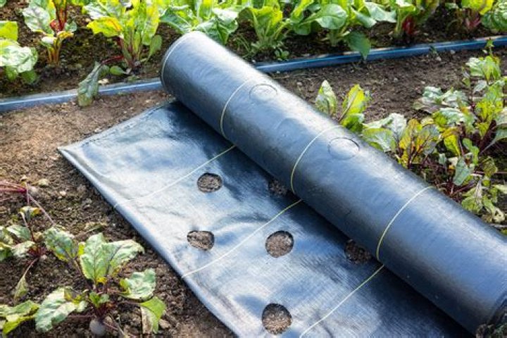 Is it OK to rototill wet dirt?