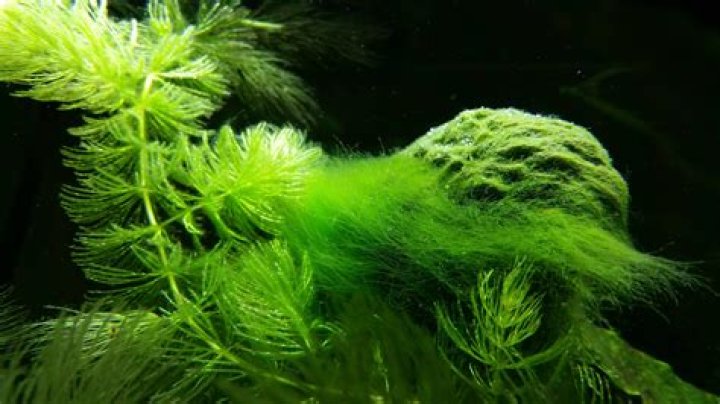 Is it OK to water plants with algae water