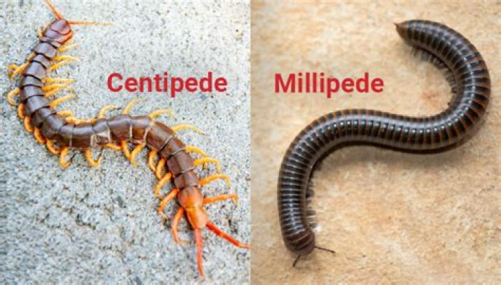 Is it safe to eat a millipede?