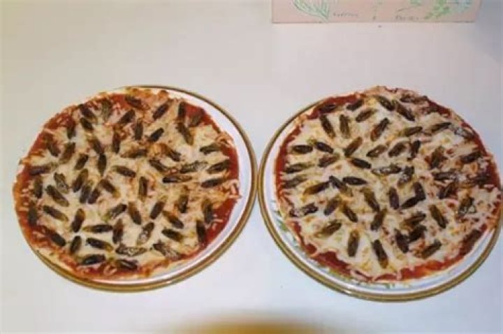 Is it safe to eat ant infested food