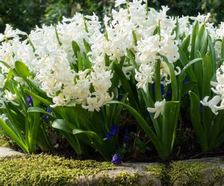 Is it too late to plant hyacinth bulbs