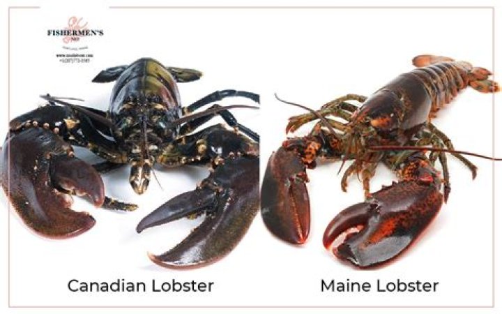 Is Maine lobster and Canadian lobster the same?