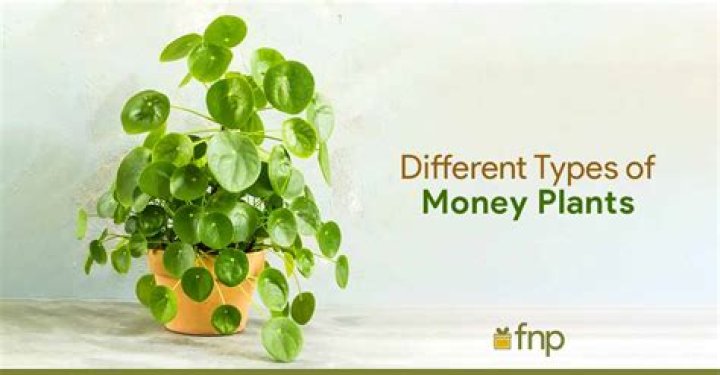 Is money plant invasive? | ContextResponse.com