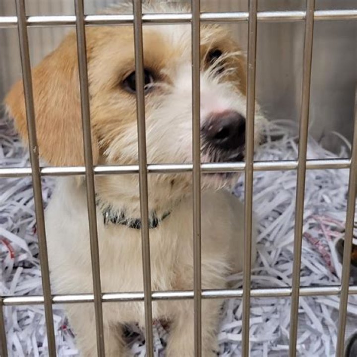 Is Montgomery County Humane Society a kill shelter