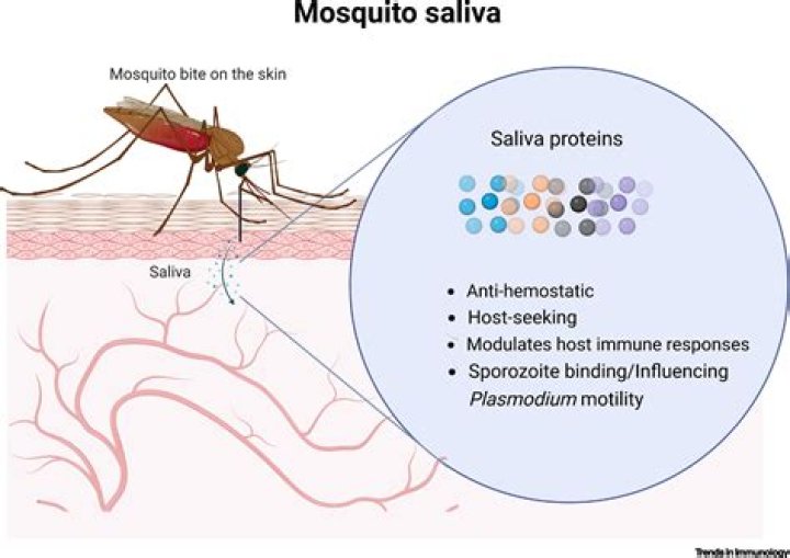 Is mosquito blood dangerous?