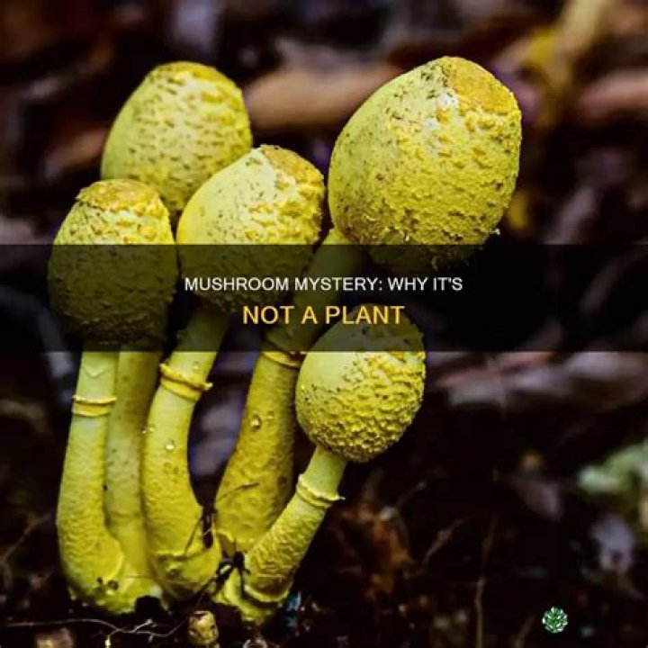Is mushroom a plant give reasons