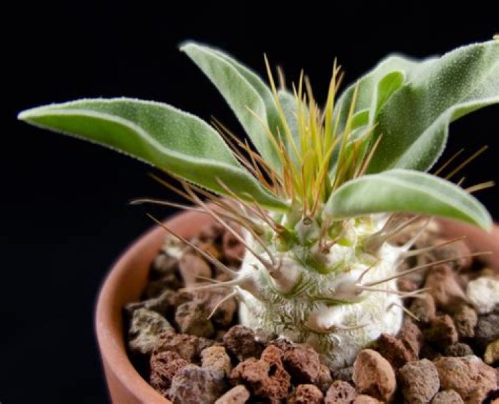 Is pachypodium a cactus