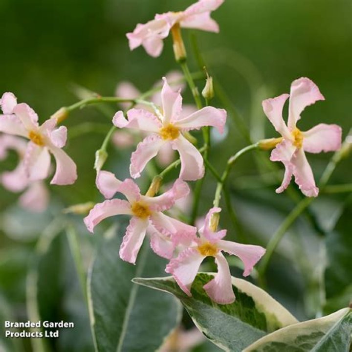 Is Pink Jasmine Hardy