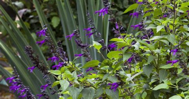 Is Salvia Amistad a perennial