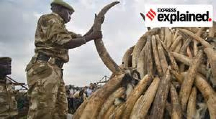 Is selling ivory illegal