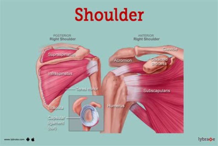 Is shoulder part of the arm?