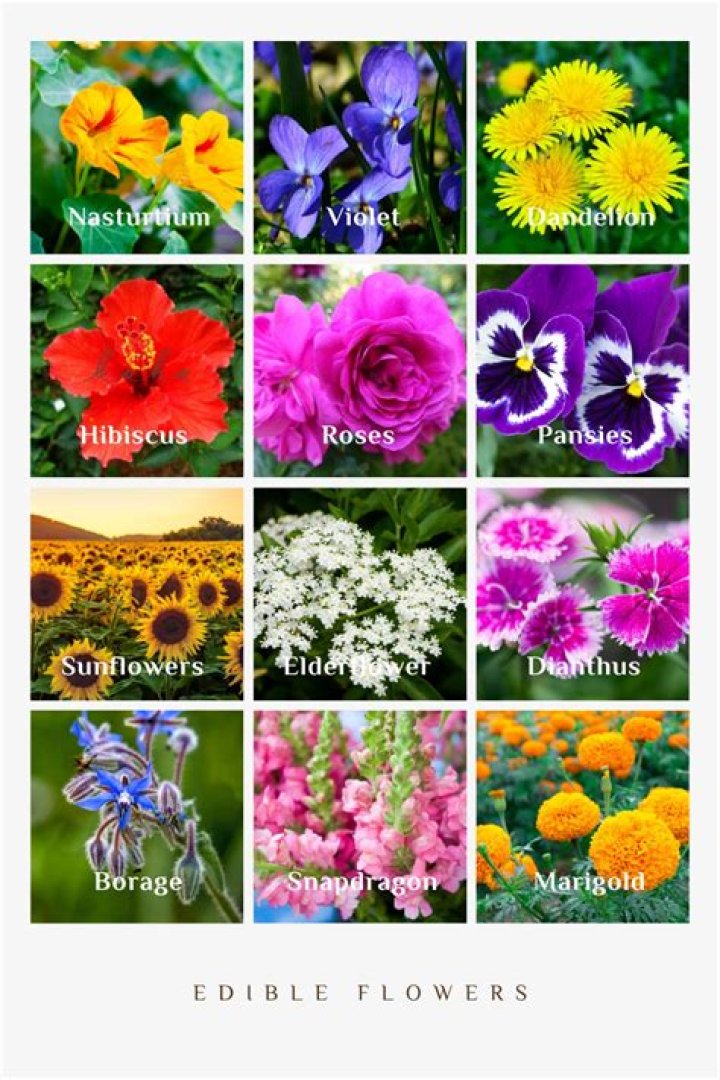 Is Snow plant edible