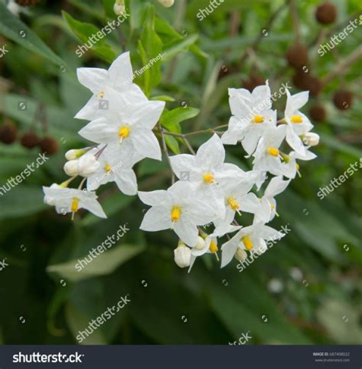 Is Solanum Laxum poisonous