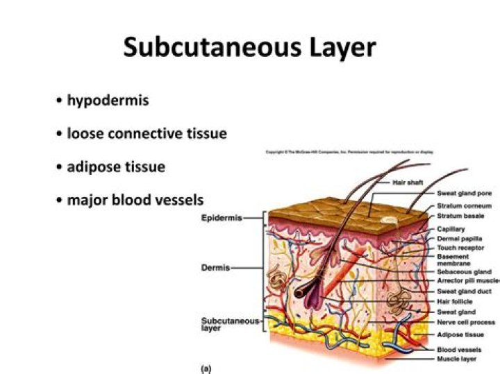 Is subcutaneous tissue part of the skin
