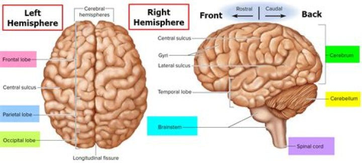 Is the brain divided into two hemispheres