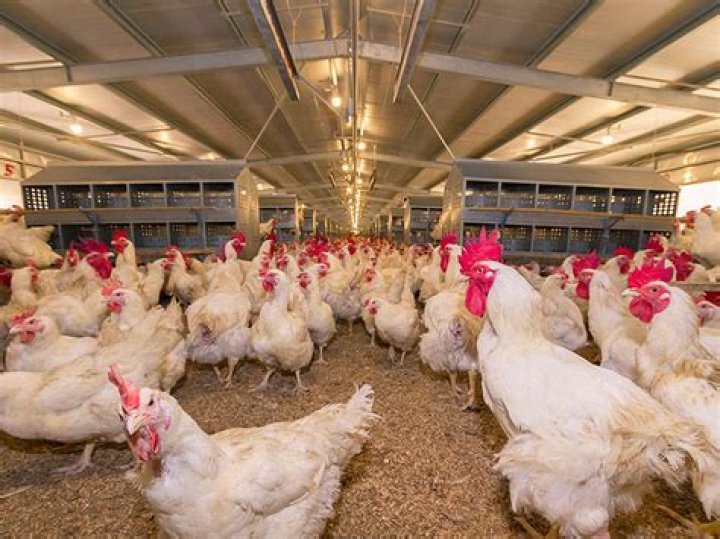 Is the poultry industry vertically integrated?