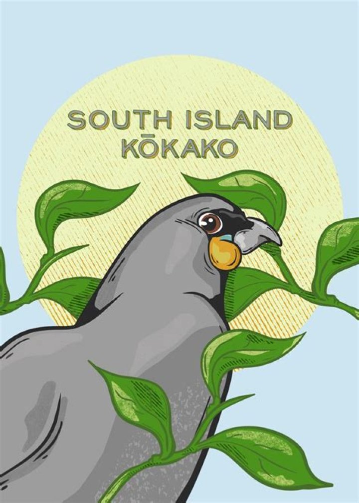 Is the South Island kokako extinct
