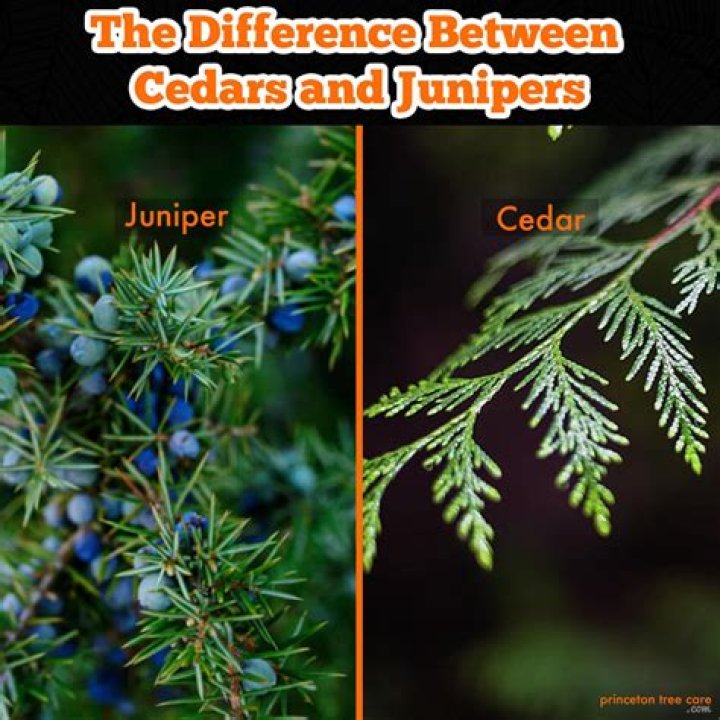 Is there a difference between cedar and red cedar