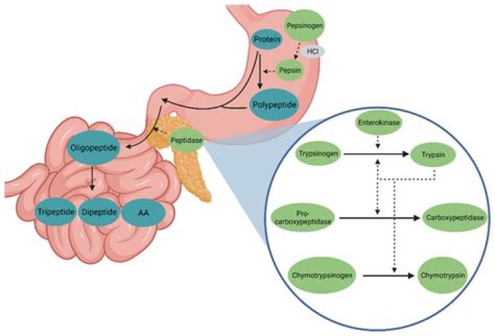 Is trypsin found in the stomach