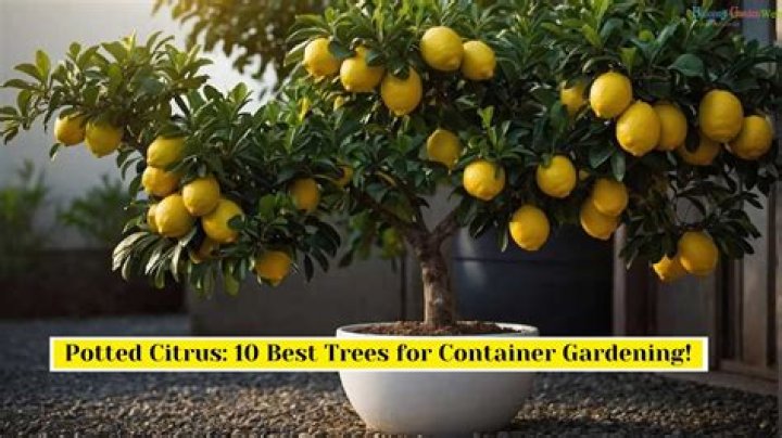 Is urine good for citrus trees?