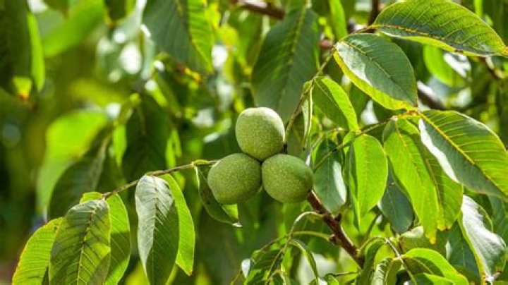 Is walnut tree sap poisonous