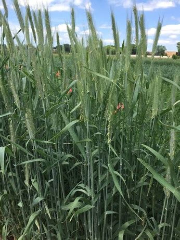 Is winter rye a shade tolerant?