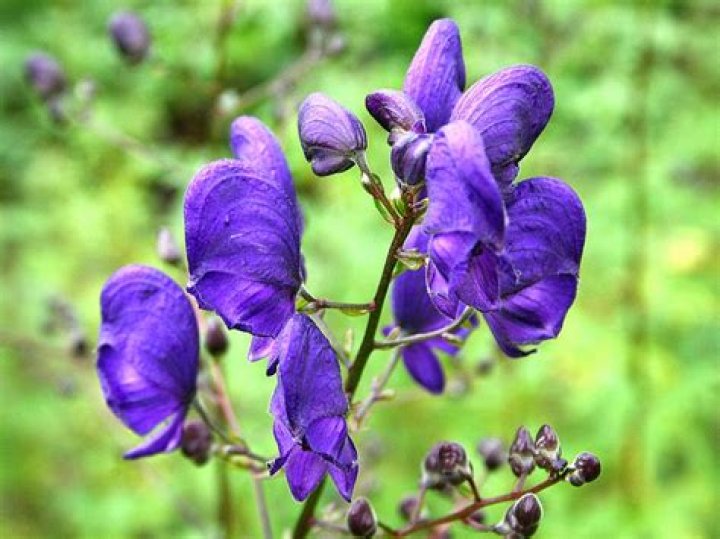 Is Wolfsbane poisonous to touch