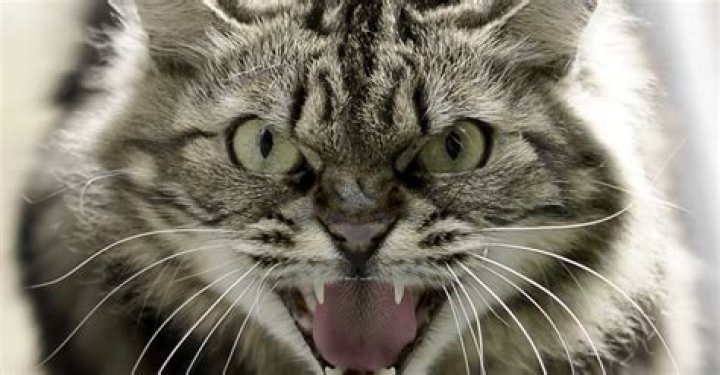 “Meowing” attack completely destroyed more than 1000 databases