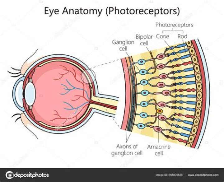 ¿Qué es el fotorreceptor del ojo