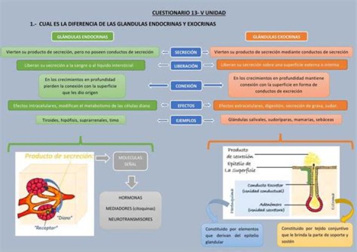 ¿Qué son las glandulas endocrinas mixtas?