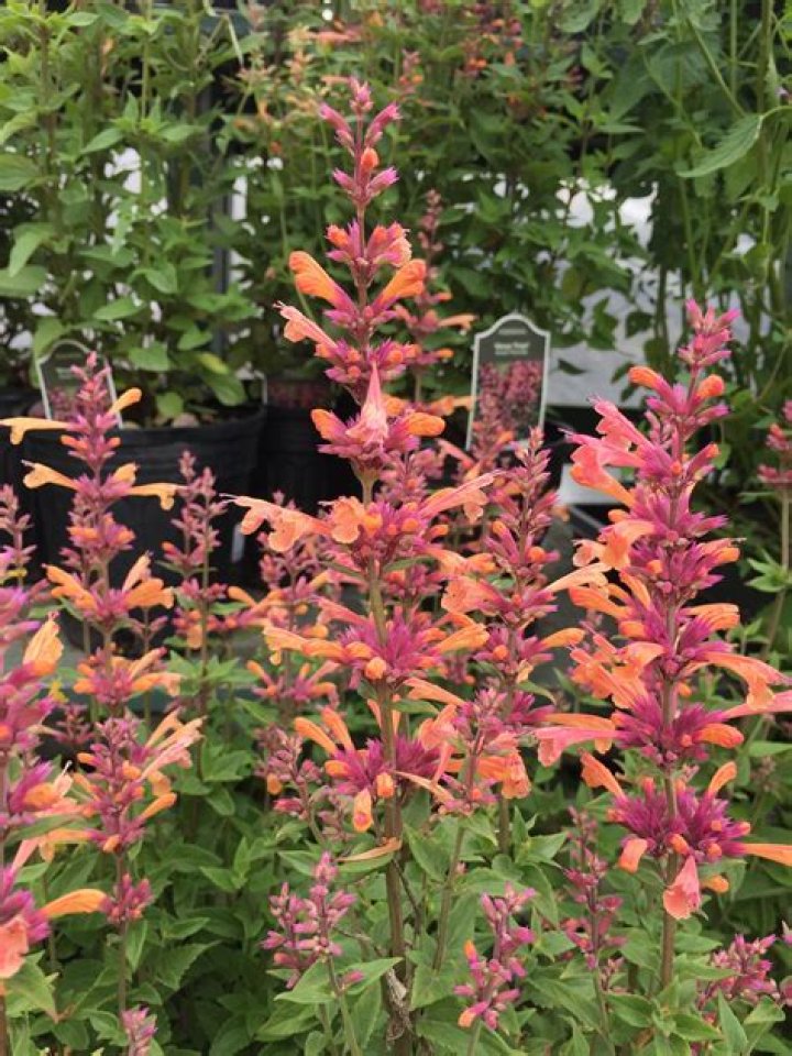 Should Agastache be cut back