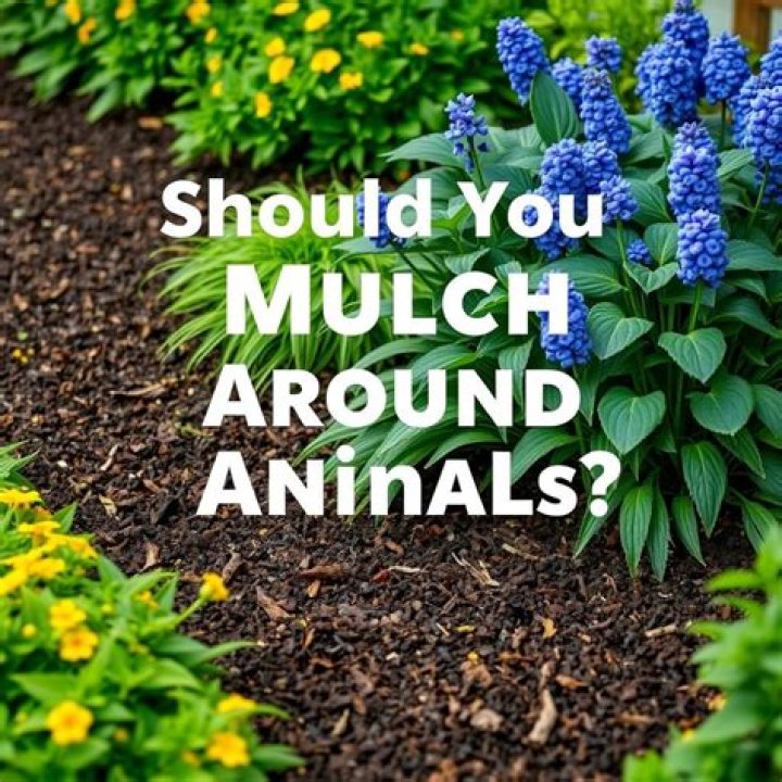 Should you mulch around annuals