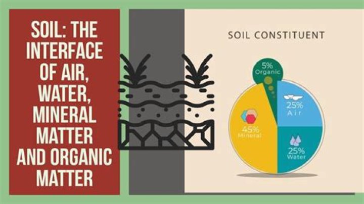 What absorbs water and minerals from the soil?