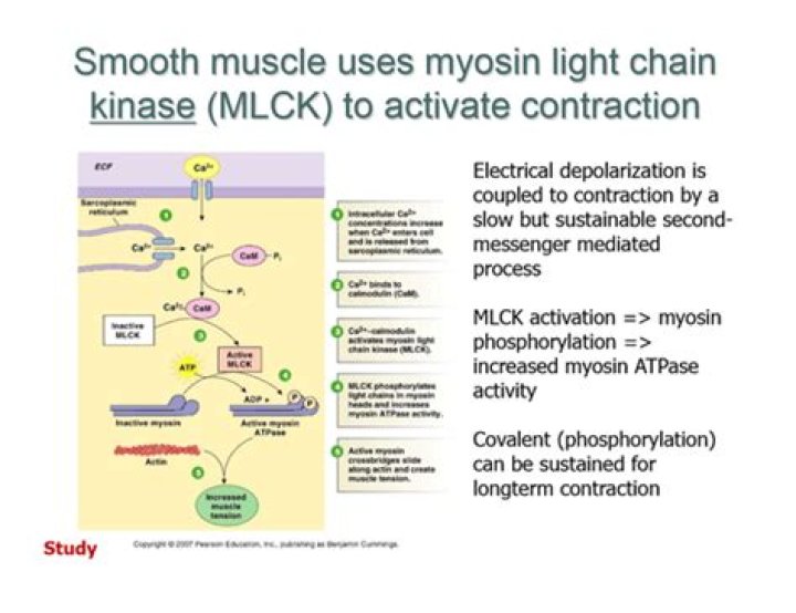 What activates myosin light kinase?