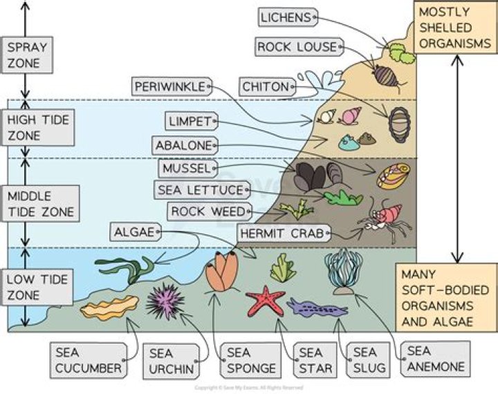 What adaptations do organisms in the intertidal zone have