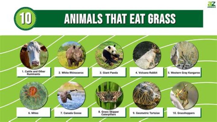 What animal eats Lantana? | ContextResponse.com