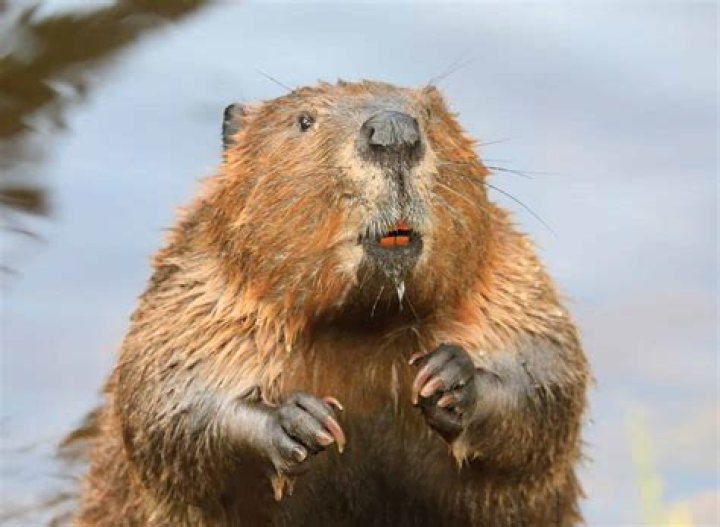 What animals are related to the beaver?