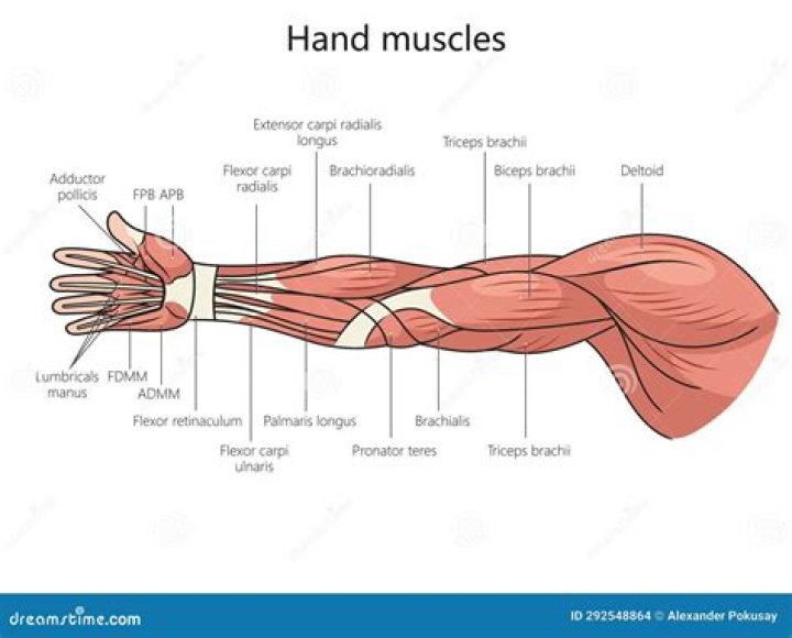 What are all the muscles in your arm?