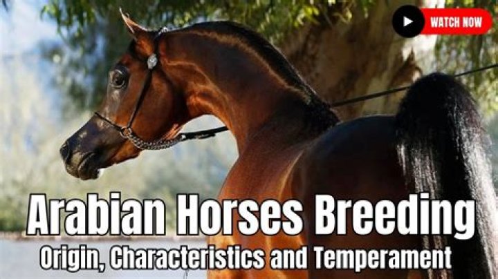What are Arabians good at?